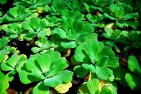 Пистия (Pistia stratiotes) 3см