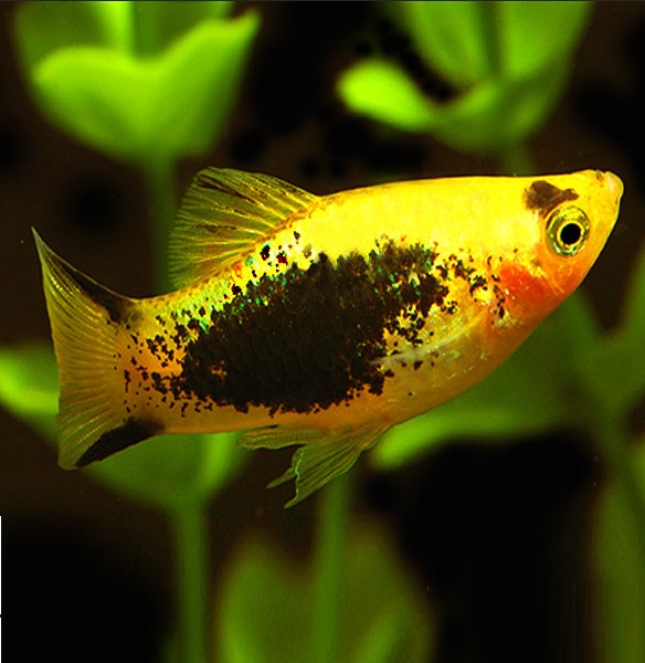 Пецилия золотая комета смокинг  (Poecilia Tuxedo Golden Comet Platy)