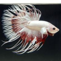 Петушок Коронохвостый Платиново  Красная Бабочка (Betta Male MILKY RED DRAGON BUTTERFLY)