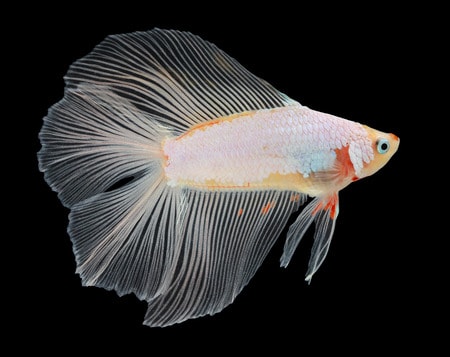 Петушок Супер Дельта двухвостый белый самец (betta-MALE super-delta double white tail-)