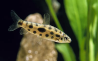 Лепоринус макулатус (Leporinus maculatus) 4-5 см 