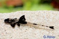 Лорикария королевская  (Rhineloricaria king) сом