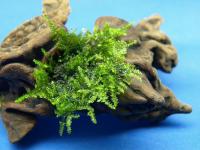Мох Анчер  (Anchor moos, Taxiphyllum sp.)