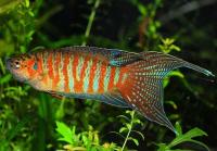 Макропод обыкновенный (Macropodus-opercularis)
