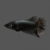 Петушок Халф Мун самка (курочка) Черный Дракон (Betta splendens halfmoon  FEMALE)