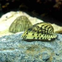 Улитка септария фарфоровая (Septaria porcellana)