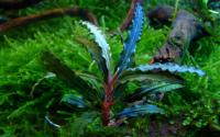 Буцефаландра Вельвет  (Bucephalandra sp. Velvet)  1 ветка