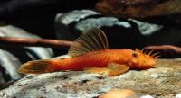 Анциструс красный (Ancistrus dolichopterus red) рэд сом - присоска.5-6 см