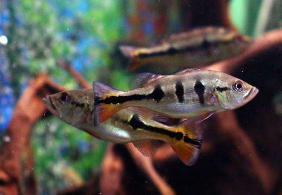 ЦИХЛА ОЦЕЛЛЯРИС (Cichla ocellaris) 4-4,5 см