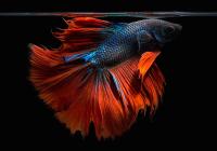Петушок Халф Мун двухвостый красно-синий самец (Betta male Halfmoo Double Tail)