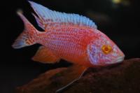 Цихлида Аулонокара орхидея рэд (Aulonocara Orchid red)