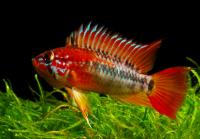 Цихлида Апистограмма Макмастера (apistogramma)