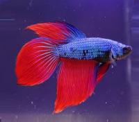 Петушок Вуалехвостый дракон биколор красно-синий самец (Betta-Dragon-Veil-Tail-Bicolor-Red-Blue)