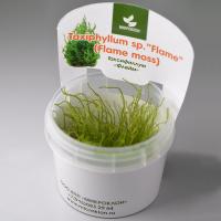Мох Таксифиллум "Огненный" меристемный Taxiphyllum sp.