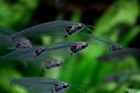  Стеклянный сом (Kryptopterus vitreolus)