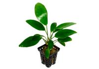 Анубиас Хастифолия (Anubias hastifolia)