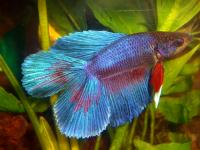 Петушок Супер Дельта двухвостый синий самец (betta-MALE super-delta blue double tail-)