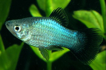 Пецилия голубая чернохвостая (Xiphophorus maculatus blue blacktail)