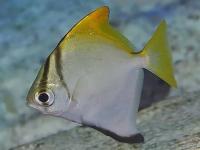 Монодактил аргентус  жёлтый  (лат. Monodactylus argenteus)