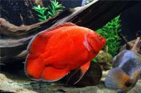 Цихлида Астронотус Красный 5 см  (astronotus-ocellatus Red)