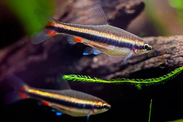 Нанностомус Бекфорда (Nannostomus beckfordi)