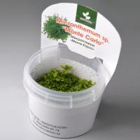 Микрантемум Монте Карло меристемный Micranthemum sp.