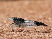 Креветка Рили Карбон  ( Neocaridina cf. davidi `Rili Shrimp` Carbon)