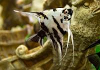 Скалярия Березка (pterophyllum birch)