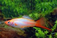 Меченосец Розовая комета (Xiphophorus helleri Pink comete )