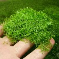 Риччия Флуитанс плавающая (лат. Riccia fluitans L.) Мох 