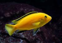 Цихлида Лабидохромис еллоу, или лабидохромис церулиус жёлтый (Labidochromis caeruleus var. Yellow) 4-6 см.