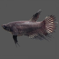 Петушок самка (курочка) Коронохвостая Черная (Betta fish female ) 3-3,5 см
