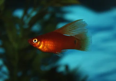 Пецилия красная высокоплавничная (Xiphophorus maculatus red hifin Platy)