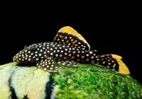 Номерной сом L 018, LDA 060 Барианциструс Xanthellus