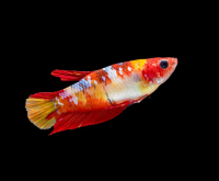 Петушок самка (курочка) Супер Дельта Фэнси (Betta fish female ) 3-3,5 см
