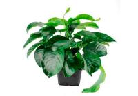 Анубиас Бартера каладиолистный (Anubias barteri var caladiifolia)