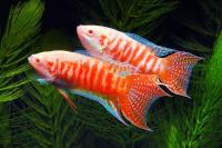 Макропод альбинос (Macropodus opercularis) 4-4,5 см