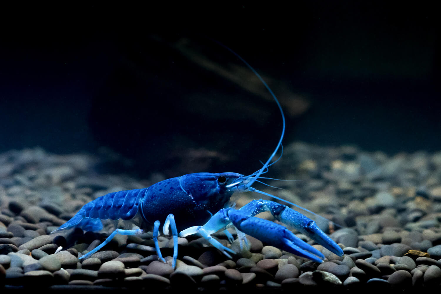Кубинский рак. Procambarus. Procambarus alleni синий Флоридский рак.. Синий ябби. Ябби разрушитель.