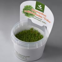 Хемиантус каллитрихоидес "Куба" меристемный Hemianthus callitrichoides "Cuba"