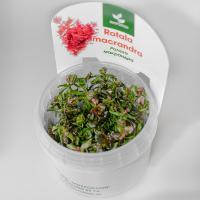 Ротала крупнотычинковая меристемная Rotala macrandra