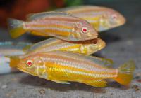 Цихлида Меланохромис Ауратус альбинос( Pseudotropheus auratus)