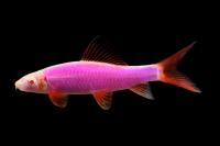 Лабео GLO-Fish Фиолетовый