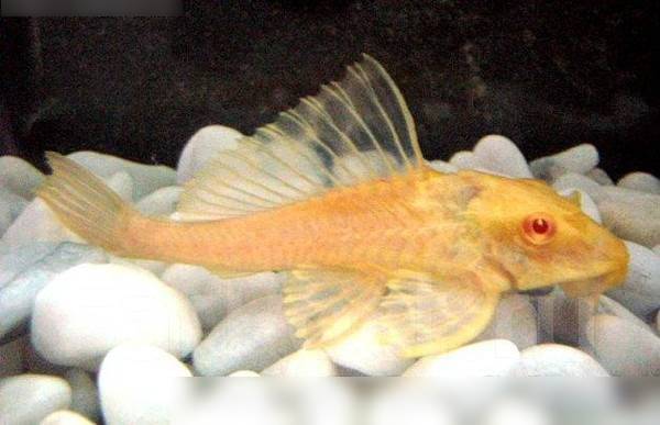 Птеригоплихт парчовый золотой сом (Glyptoperichthys gibbiceps var. albino,)  4,5-5 см.