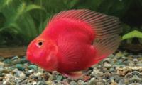 Цихлида Попугай Красный сердцевидный (Yellow Parrot Cichlid)