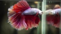 Петушок Супер Дельта розовая бабочка самец (Betta-splendens-Super-Delta-Pink-Butter)
