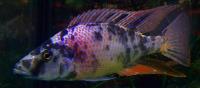 Цихлида  Димидиохромис длиннорылый   мультиколор (лат. Dimidiochromis compressiceps)