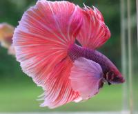 Петушок Халф Мун дамбо пурпурный самец ( betta male halfmoon dambo purple)