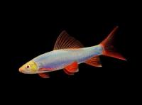 Лабео GLO-Fish Синий