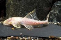 Акантикус Адонис Альбинос (Acanthicus Adonis Albino) сом 5-6  см