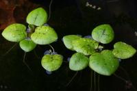 Лимнобиум (Limnobium sp.)
